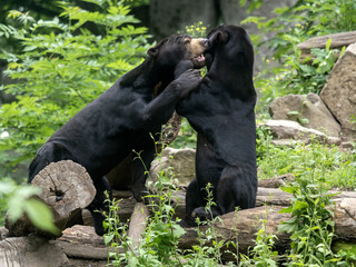 Wall Mural - A pair of Malayan sun bears, Helarctos malayanus, in courtship