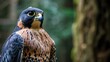 © vefimov - A close-up shot of a bird of prey perched on a tree branch, with a simple and natural background