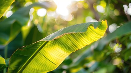 Wall Mural - Banana Leaf Close up in Garden