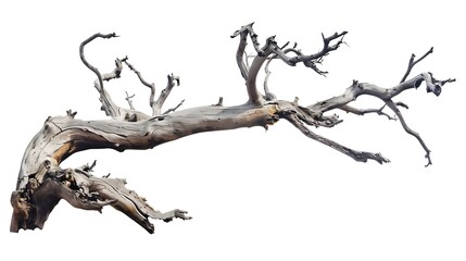 Poster - Dead tree isolated on a white background clipping  path : Generative AI