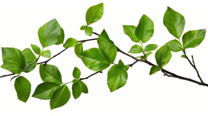 Poster - green leaves small green foliage on twig isolated on white background with clipping path : generativ