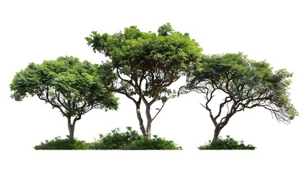 Aufkleber - Trees isolated on white background tropical trees isolated used for design advertising and architecture : Generative AI