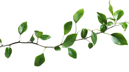 Poster - green leaves small green foliage on twig isolated on white background with clipping path : generativ