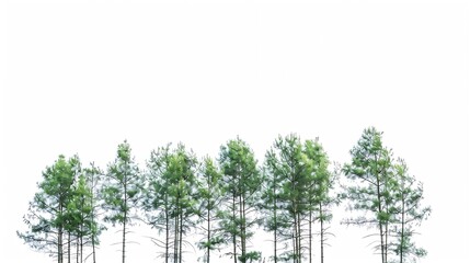 Poster - Tall trees isolated on white background : Generative AI
