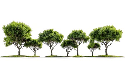 Poster - Group of tree isolated on white : Generative AI