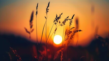 Poster - Grass outline against the setting sun