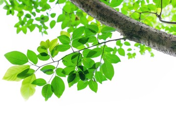 Green Leaf Isolated. Natural Tree Branch with Tropical Green Leaves for Ecology Design