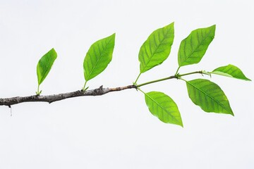 Green Leaf Isolated. Tree Branch for Nature and Ecology Design in Tropical Environment