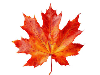 brightly colored autumn maple leaf featuring vibrant red and orange hues, isolated on a white backgr