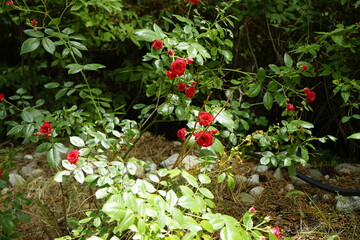 Wall Mural - The park is full of flowers and leaves.