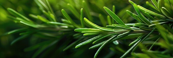 Green Organic. Macro Rosemary Closeup on Fresh Healthy Green Background