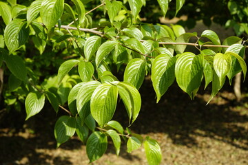 Poster - The park is full of flowers and leaves.