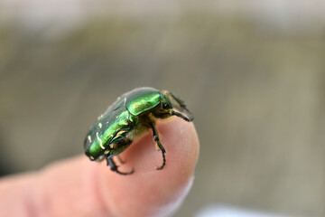 a green beetle called the golden bronze beetle sits on a person's finger.