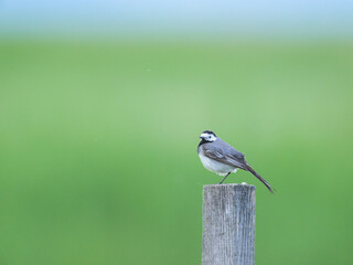 Poster - A White Wagtail standing on a wooden post