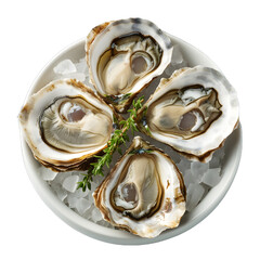 Wall Mural - [Transparent Background PNG]Fresh oysters on ice with thyme