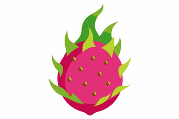 dragon fruit vector illustration