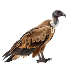 Wall Mural - [Transparent Background PNG]A vulture standing on the ground with a white background