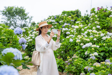 Wall Mural - Beautiful Pregnant woman take photo on cellphone in the Hydrangea flower garden