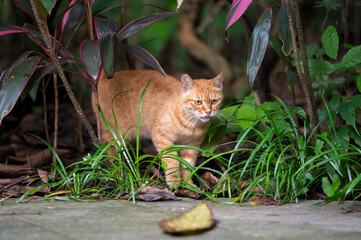 Canvas Print - Tabby hiding in the jungle