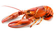 © SU CrossCutting Film - Fresh Lobster isolated on white background, Claw Canadian Lobster Crayfish on White Background With clipping path.