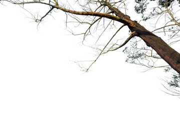 Wall Mural - A tree branch is shown against a white background