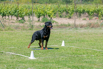 Sticker - obedience training with a rottweiler