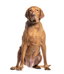 Wall Mural - Attentive Vizsla sitting isolated on white