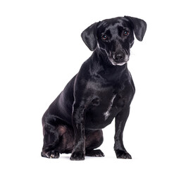 Wall Mural - Black crossbreed dog sitting and looking at camera on white background