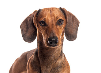 Wall Mural - Beautiful brown dachshund dog posing on white background