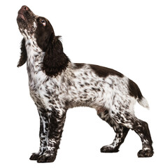 Wall Mural - One cute little spaniel dog with marbled fur standing and looking upwards against transparent background. Concept of movement, joy, playing, pets love, animal life, domestic animals.