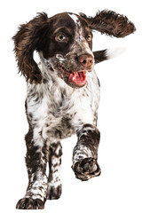 Sticker - One cute, playful little spaniel dog cheerfully running and playing against transparent background. Concept of movement, joy, playing, pets love, animal life, domestic animals.