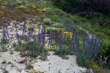 Canvas Print - The viper's bugloss (Echium vulgare, in blue) and Lotus corniculatus (yellow) growing in loamy soil