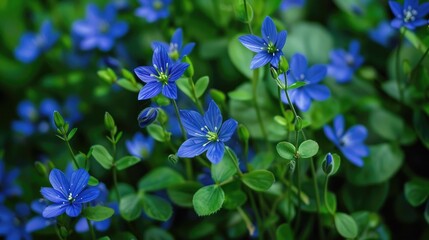 Wall Mural - Starwort flowers picture