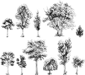 Collection of hand drawn trees. Sketch illustration isolated on white background set.