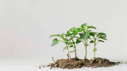 Poster - Aged potato sapling showing fresh shoots against a white backdrop