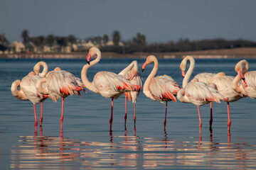 Wall Mural - Wild african birds. Group birds of Greater  african flamingos  walking around the blue lagoon on a sunny day