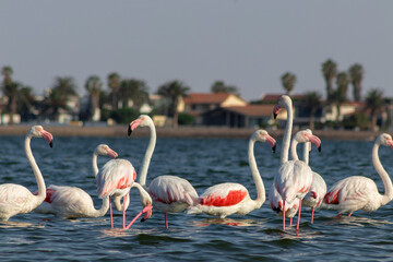 Wall Mural - Wild african birds.  Flock of pink african flamingos  walking around the blue lagoon on the background of bright sky on a sunny day.