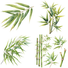 Wall Mural - A collection of watercolor illustrations of bamboo leaves and stalks, featuring various shapes and sizes, all depicted on a white background