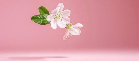 Wall Mural - Beautiful Jasmine Flower Floating in the Air on Pink Background - Levitation and Zero Gravity Concept - High Quality Image