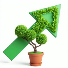 Green up arrow shaped tree in pot Isolated on white background