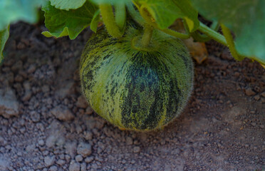 Wall Mural - fresh melons are not yet ripe.