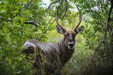 Male kudu in beautiful nature of Africa