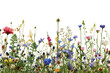 © Lazy_Bear - Vibrant wildflowers are blooming on transparent backdrop. Beautiful natural background with colorful flowers