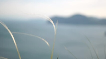 Wall Mural - A blurry image of grass and water with a mountain in the background