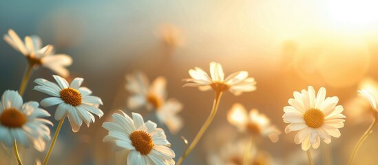 white marguerite flowers bloom in the summer