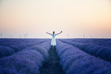 Wall Mural - woman in a white dress, walking among blooming lavender field in the golden hour at sunset.