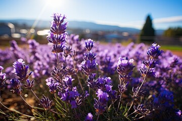 Wall Mural - Lavender field in flower under the blue sky., generative IA