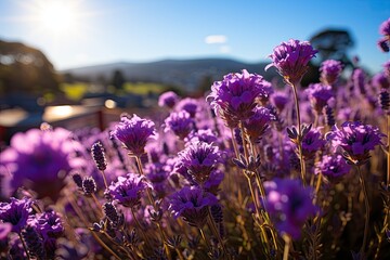 Wall Mural - Lavender field in flower under the blue sky., generative IA