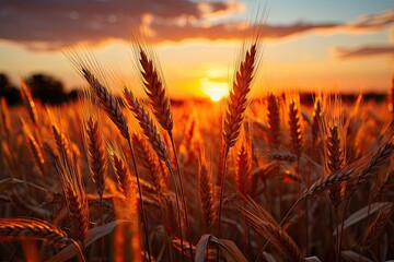 Wall Mural - Golden wheat field under the sunset., generative IA