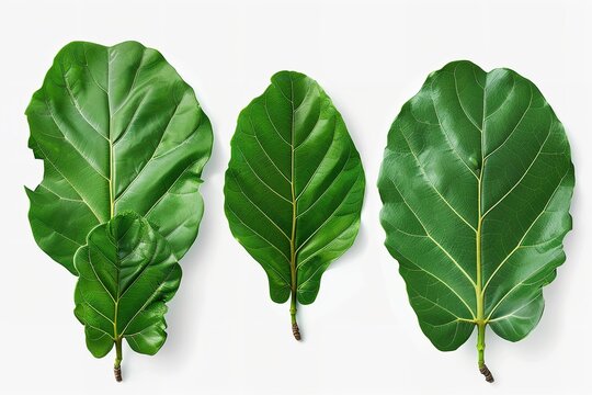 Set of Fiddle Leaf Fig leaves isolated on a white background with wavy borders. Generative Ai